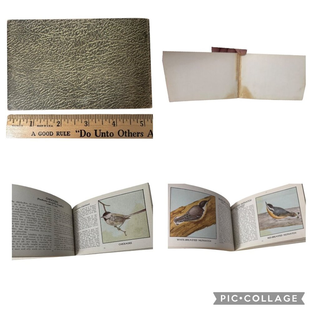 Vintage 1931 "The Green Book Of Birds Of America" By Frank G. Ashbrook - Picture 6 of 16